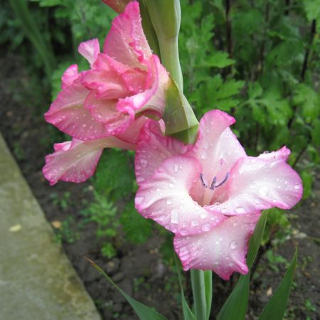 Gladiola